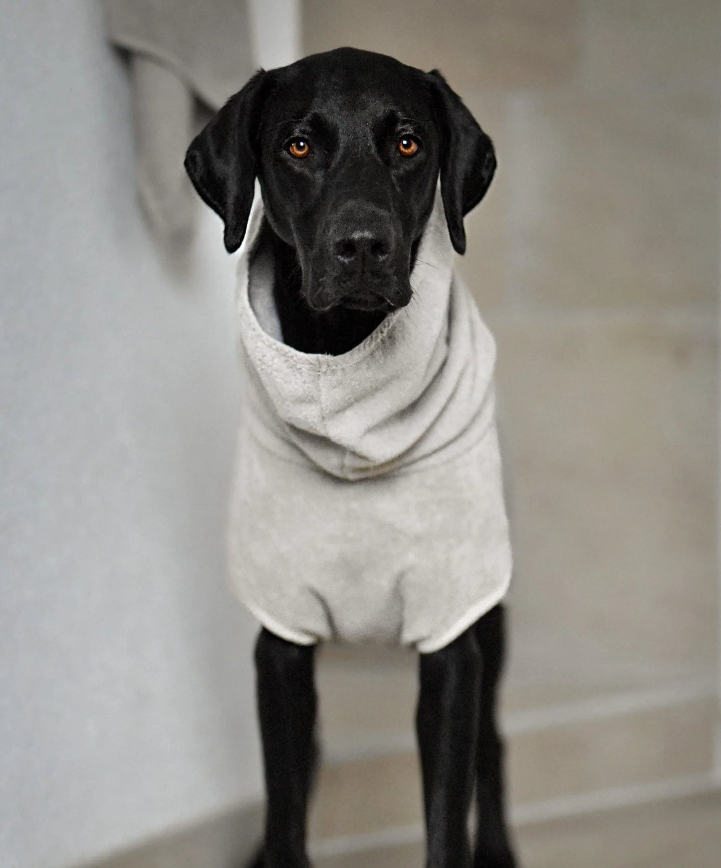 Bagno Hundebademantel